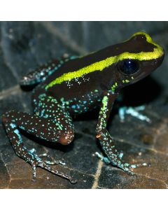 Phyllobates aurotaenia Green
