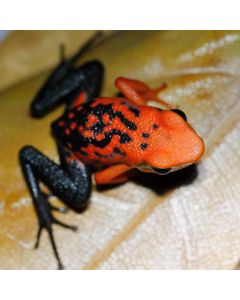 Ameerega silverstonei