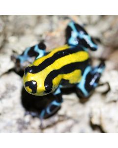 Ranitomeya Sirensis Highland