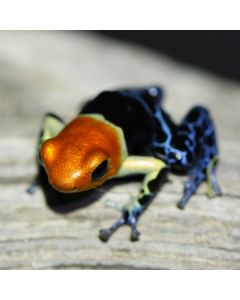 Ranitomeya fantastica True Nominal