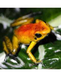 Phyllobates bicolor Orange