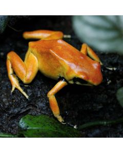 Adelphobates Galactonotus Solid Orange