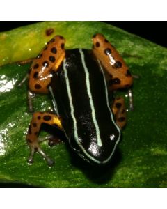 Adelphobates quinquevittatus tadpole