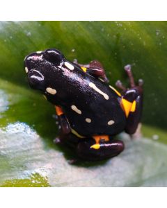 Adelphobates castaneoticus