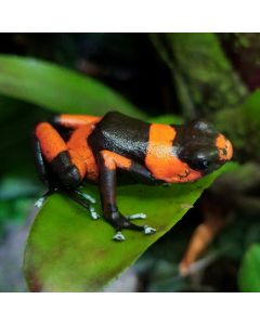 Oophaga lehmanni Red