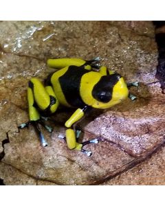 Oophaga lehmanni Yellow
