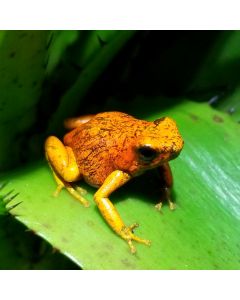 Oophaga sylvatica San Lorenzo