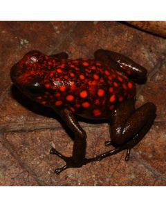 Oophaga sylvatica Puerto Quito
