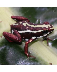 Epipedobates tricolor Morospunga Probable Pair