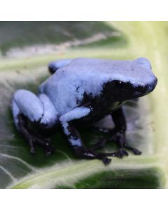 Adelphobates galactonotus Blue