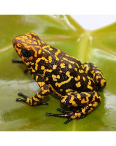 Oophaga histrionica Red Head Small Locale