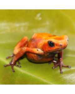 Oophaga histrionica Tado