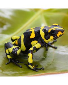Oophaga histrionica Anchicaya