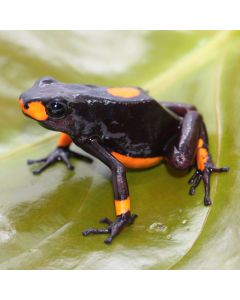 Oophaga histrionica Bullseye Orange