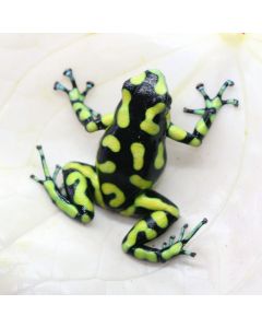 Dendrobates auratus Capurgana Juv