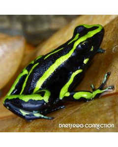 Ameerega trivittata Huallaga Valley