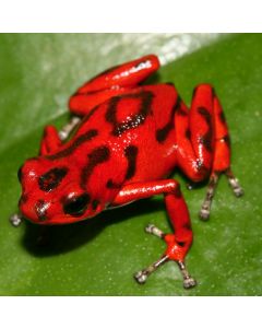 Oophaga vicentei Red 