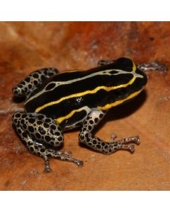 Ranitomeya sirensis Biolat