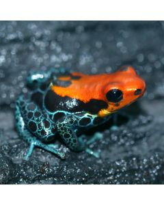 Ranitomeya amazonica Arena Blanca
