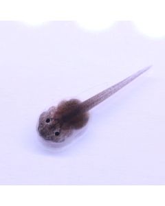Ranitomeya Reticulata Striped Tadpole