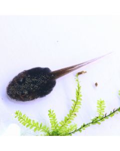 Phyllobates Terribilis Mint Tadpole