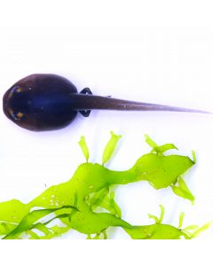 Ranitomeya fantastica Cainarachi Tadpole