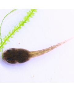 Epipedobates anthonyi Ankas Tadpole