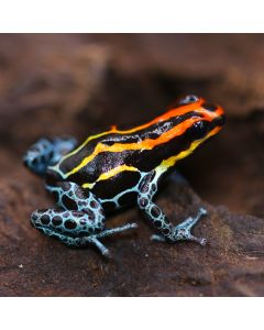 Ranitomeya amazonica Heirloom