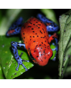 Oophaga typographica Blue Jeans