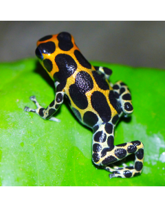 Ranitomeya Imitator Chazuta