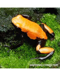 Adelphobates Galactonotus Orange