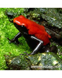 Adelphobates Galactonotus Red