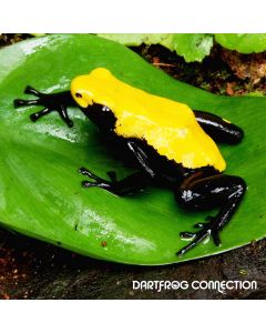 Adelphobates Galactonotus Yellow