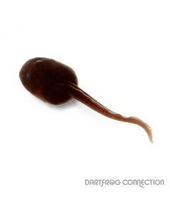 Dendrobates tinctorius Western Bakhuis Tadpole