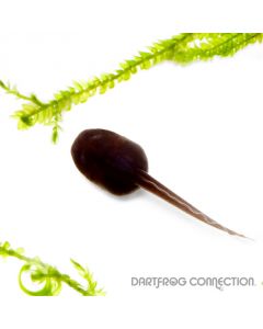 Dendrobates Leucomelas Banded Tadpole