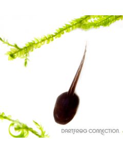 Dendrobates Auratus  Blue and Black Tadpole