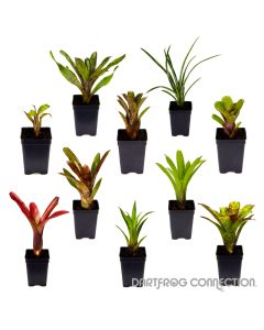 DFC Bromeliad Bundle- 10 Plants