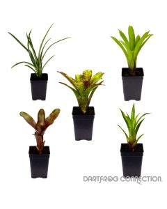 DFC Bromeliad 5 Plant Bundle