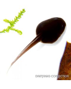 Dendrobates auratus Turquoise and Bronze Tadpole