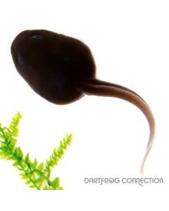 Dendrobates Auratus Reticulated  Tadpole