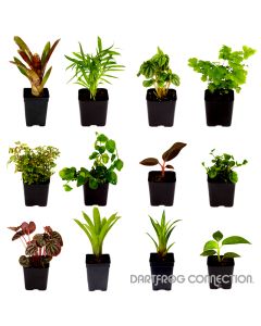 DFC Vivarium Jungle Kit - 12 Plants 