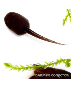 Dendrobates leucomelas Cerro Autana (Blue Foot) Tadpole