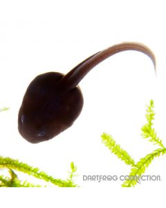 Dendrobates auratus Rio Cascajal Tadpole