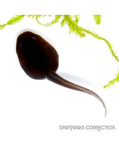 Dendrobates Tictorius  Matecho Tadpole