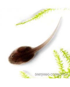 Phyllobates Terribilis Yellow Tadpole