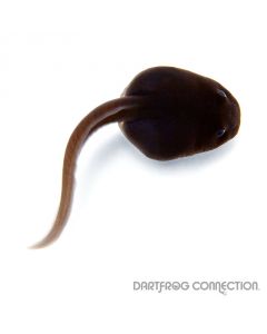 Dendrobates auratus Capurgana Tadpole