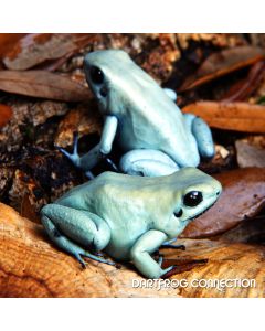 Phyllobates Terribilis Mint Pairs