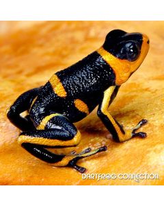 Ranitomeya Imitator Intermedius Banded SubAdults