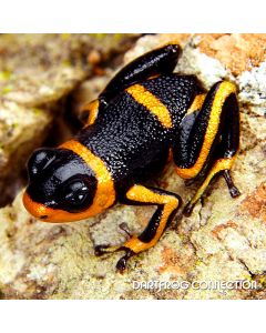 Ranitomeya Imitator Intermedius Banded