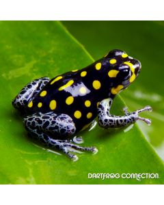 Ranitomeya Vanzolini Nominant